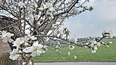 Accenni di primavera
