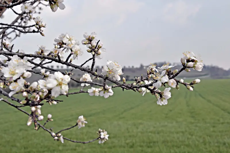 Accenni di primavera