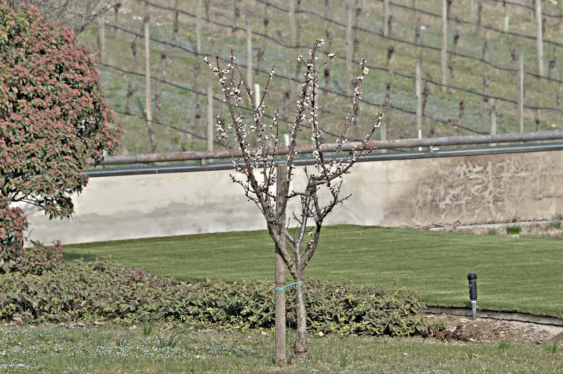 Accenni di primavera