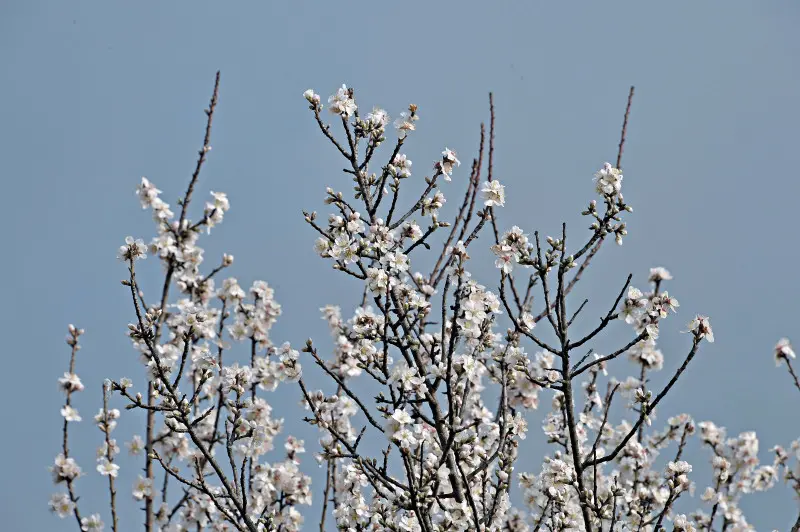 Accenni di primavera