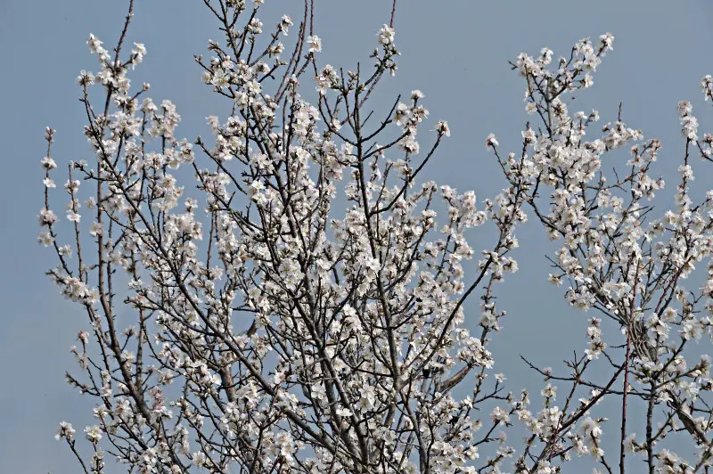 Accenni di primavera