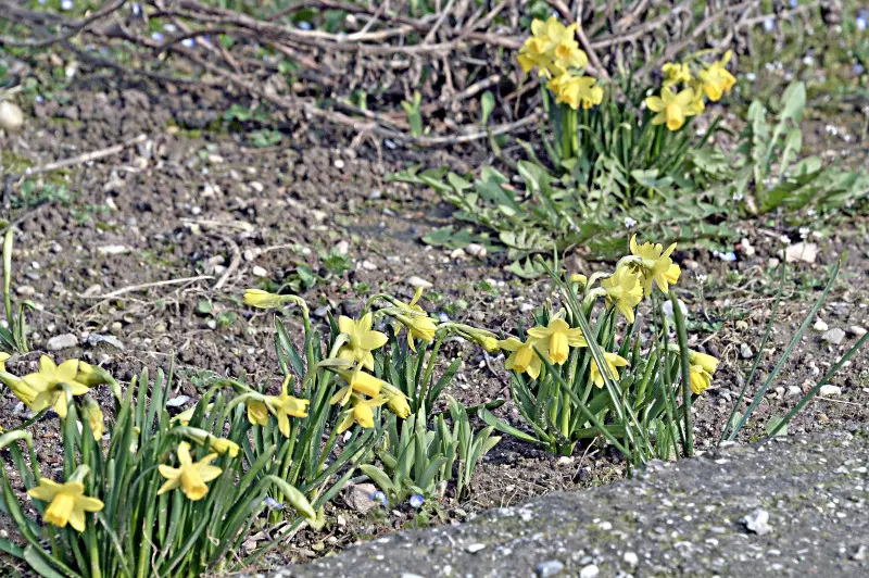 Accenni di primavera