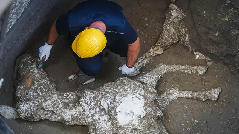 Pompei, nuovi reperti: c'è anche un cavallo intero