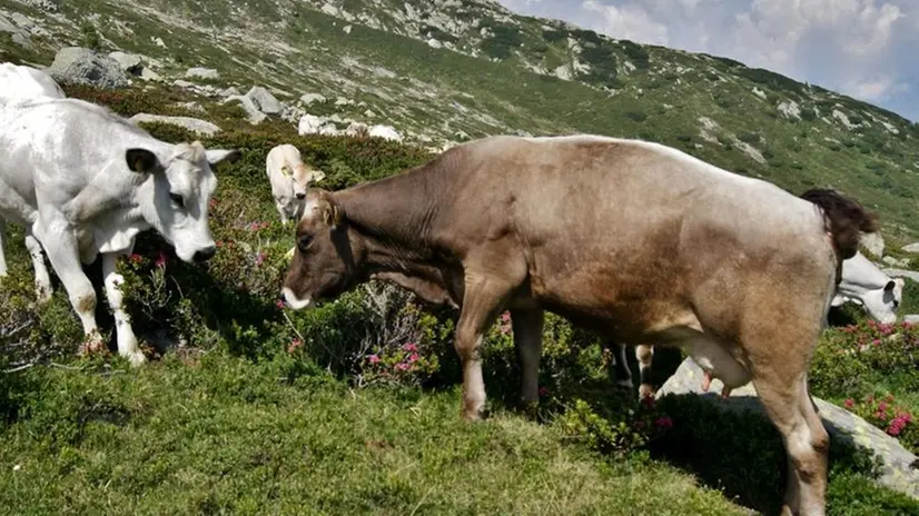 Malghe aperte cambia, per accogliere più visitatori - © www.giornaledibrescia.it