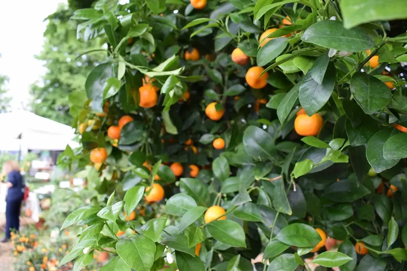 «Tre giorni per il giardino» a Masino