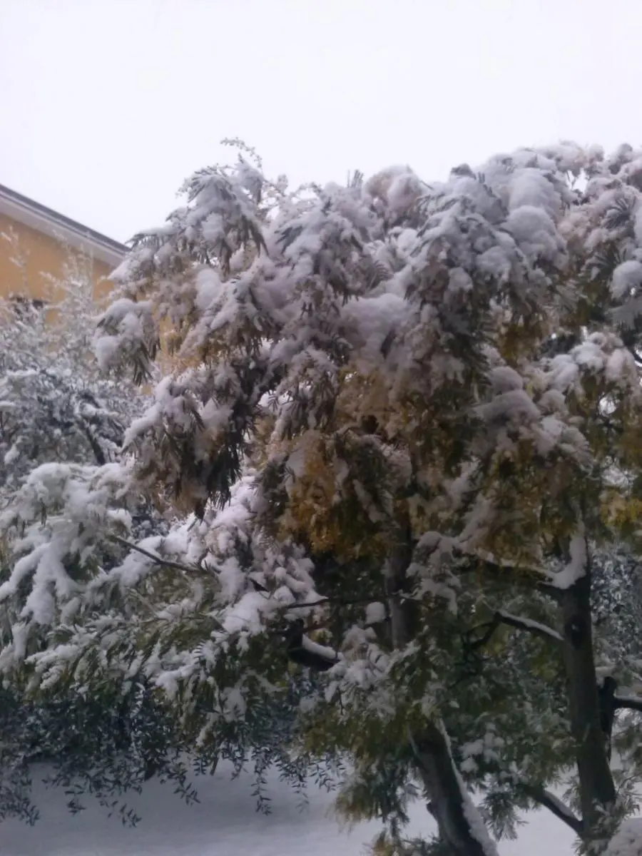 Nevica nel Bresciano: altre foto dei lettori