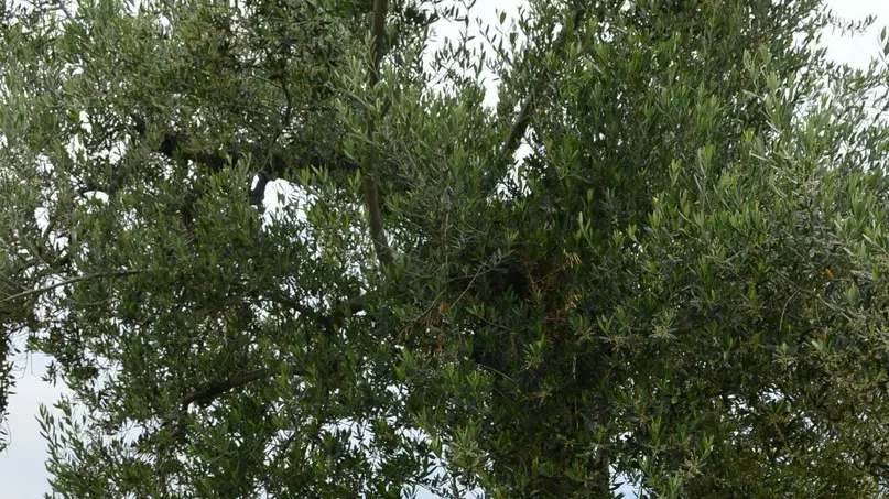 L’esperto. Sergio Cozzaglio con un antico olivo alla villa romana