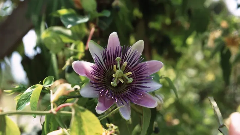 La passiflora