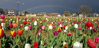 Il campo di tulipani in questi giorni