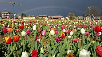 Il campo di tulipani in questi giorni