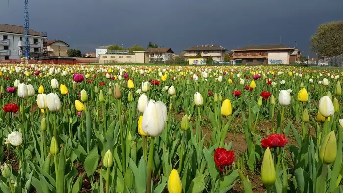 Il campo di tulipani in questi giorni