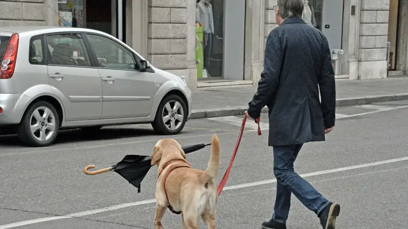 Cane e padrone a spasso per il centro