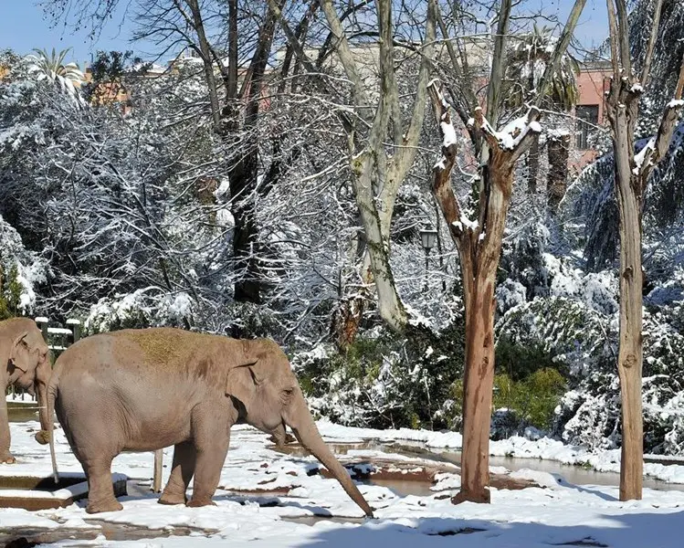 Gli animali del Bioparco di Roma alle prese con la neve