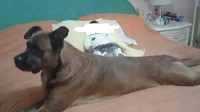 Il cane che ha azzannato la bimba di 14 mesi. Foto L'Eco di Bergamo