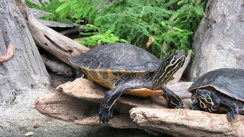 Trachemys scripta scripta