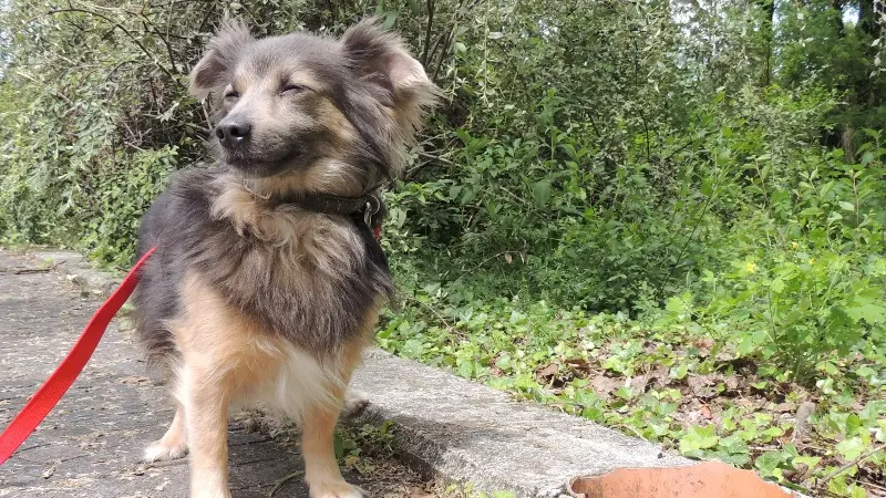 Piccolino, il cane che ha salvato il riccio