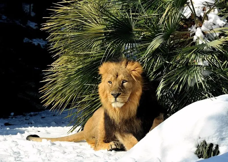 Gli animali del Bioparco di Roma alle prese con la neve