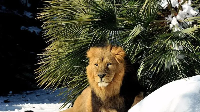 Gli animali del Bioparco di Roma alle prese con la neve