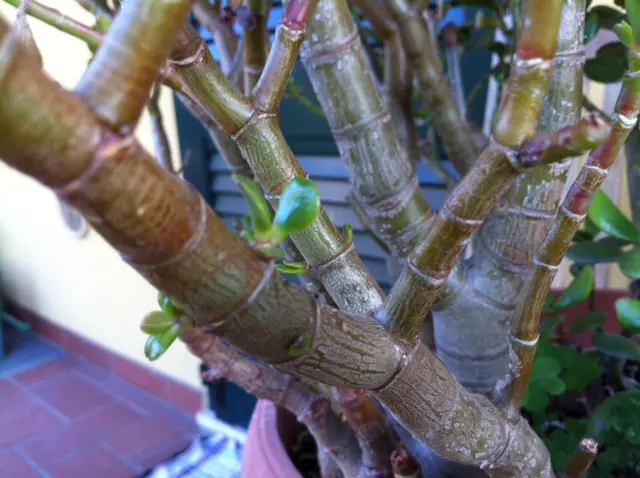 Le nuove foglie emesse dalla Crassula