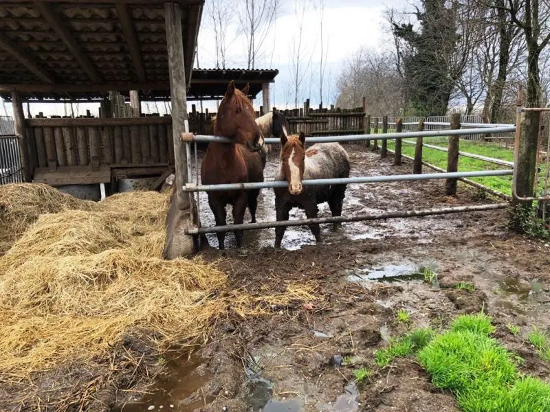 Cavalli tra gli escrementi e liquami nei campi