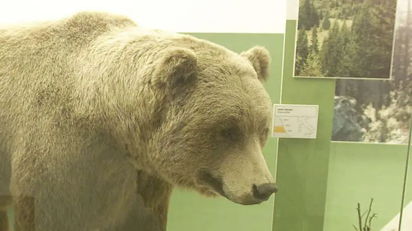Grandi e piccoli. Animali nel museo