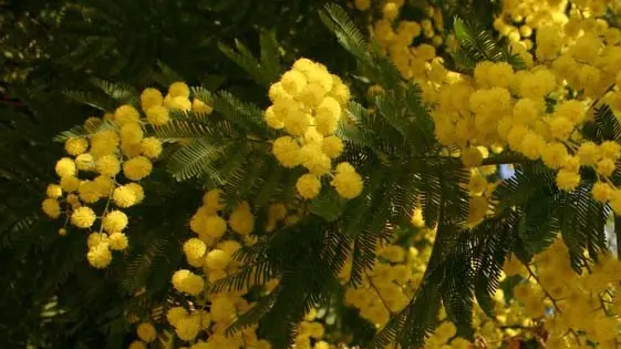 Simbolo. In distribuzione 20 scatole di mimose da tre chili ciascuna