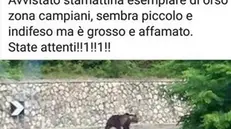 Il post incriminato: la foto dell’orso in realtà è stata scattata in Abruzzo