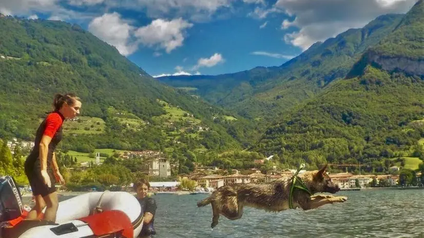 Il lago a... quattro zampe: riapre a Pisogne la spiaggia riservata ai cani  © www.giornaledibrescia.it