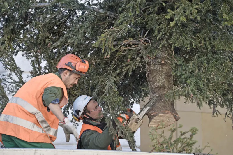 Piazzale Arnaldo, albero di Natale smantellato