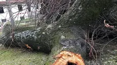 Uno degli alberi abbattuti a Orzinuovi © www.giornaledibrescia.it