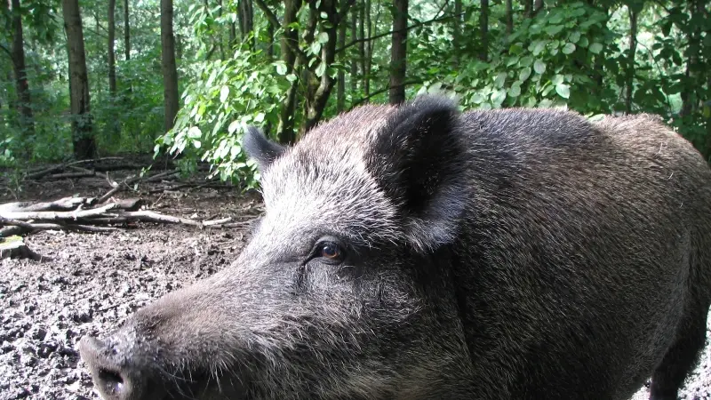 Un cinghiale © www.giornaledibrescia.it