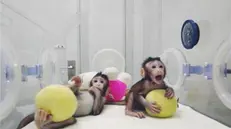 Le scimmiette clonate