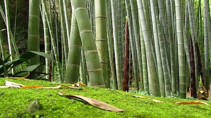 Foresta di bambù. La varietà gigante, nota come Moso, è quella che si adatta al nostro clima