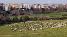 Un gregge di pecore al pascolo nel Parco della Caffarella a Roma, in una foto d'archivio - Foto Ansa  © www.giornaledibrescia.it