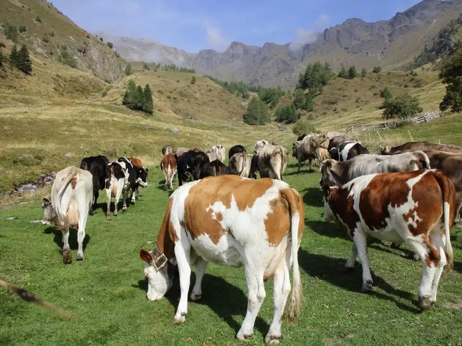 Andrea Bezzi e le sue vacche hanno lasciato Ponte di Legno