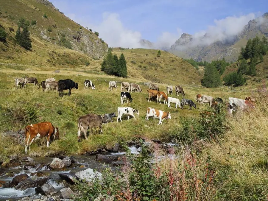 Andrea Bezzi e le sue vacche hanno lasciato Ponte di Legno