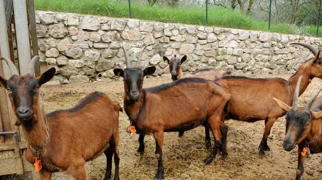 Capre di montagna - Foto di repertorio