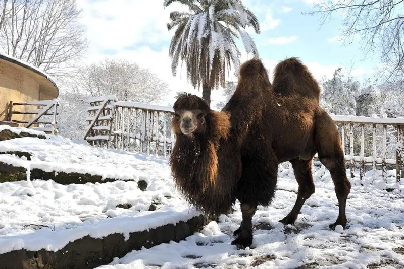 Gli animali del Bioparco di Roma alle prese con la neve