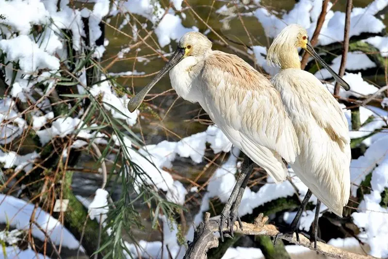 Gli animali del Bioparco di Roma alle prese con la neve