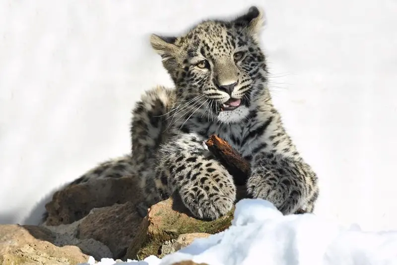 Gli animali del Bioparco di Roma alle prese con la neve