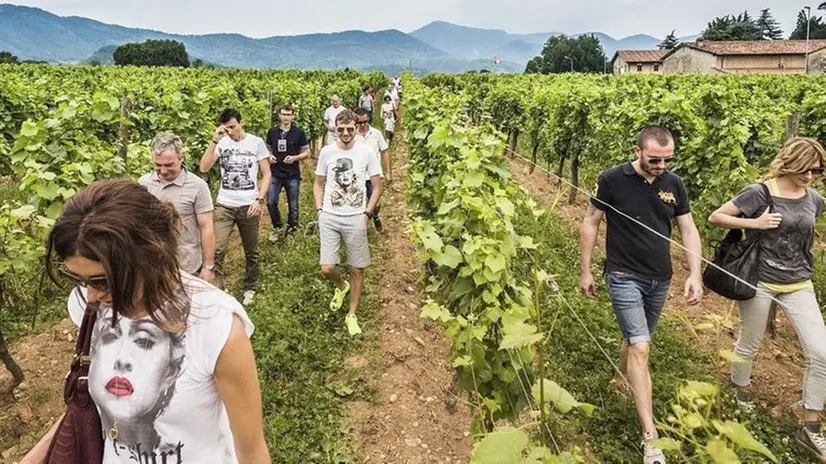 Tra i vigneti. Con il Summer Festival passeggiate nella natura // FOTO N. TIRELLI