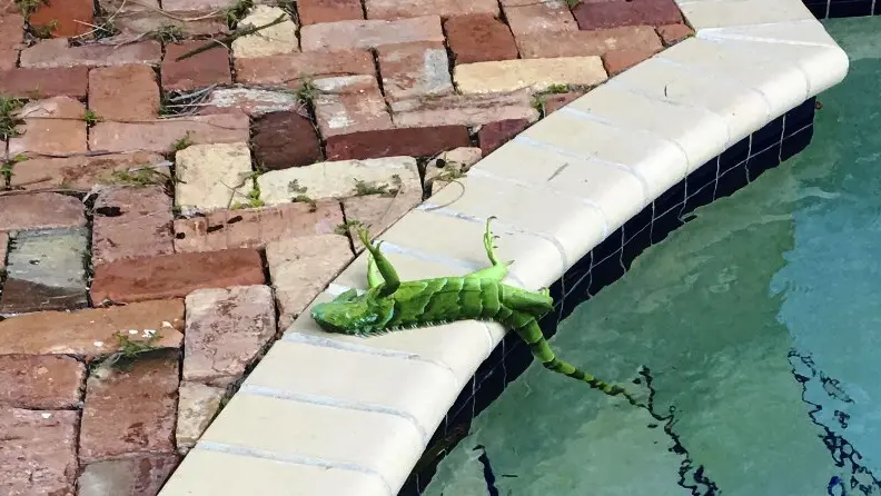 Una iguana congelata sul bordo di una piscina - © www.giornaledibrescia.it