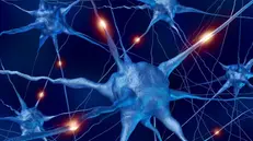 La sclerosi multipla è una malattia neurologica cronica - © www.giornaledibrescia.it