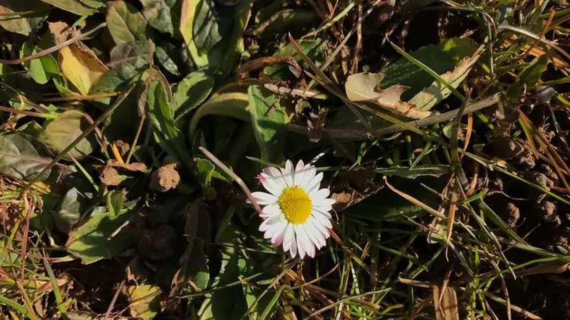 Prati in fiore a gennaio