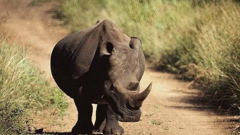 Nella foto d'archivio, un rinoceronte