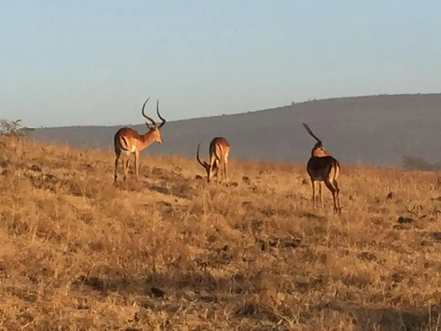 L'allenamento nella Savana di Discovery Kenya