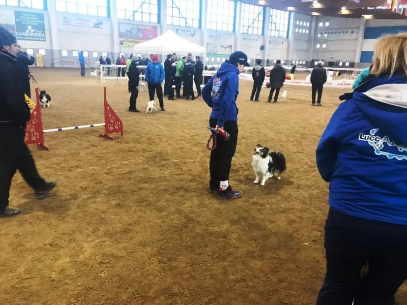 Travagliato, sfida di agility dog