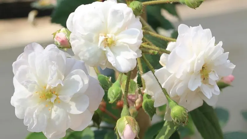 Che bellezza. La rosa bianca  creata nell’azienda di Ciliverghe