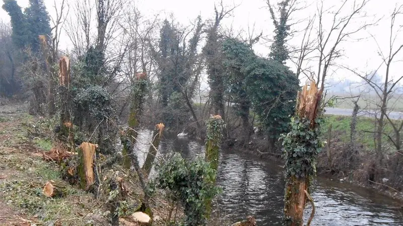 Il danno. Decine e decine gli alberi che sono stati abbattuti