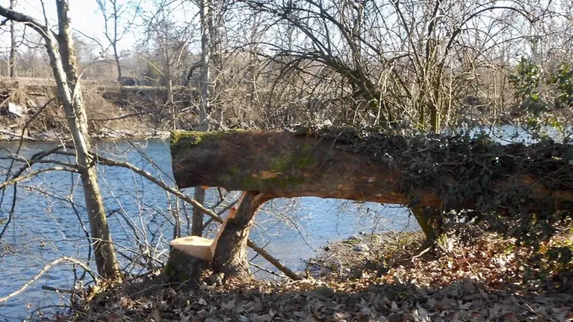 Con le motoseghe. I boscaioli di frodo sono stati sorpresi a tagliare gli alberi